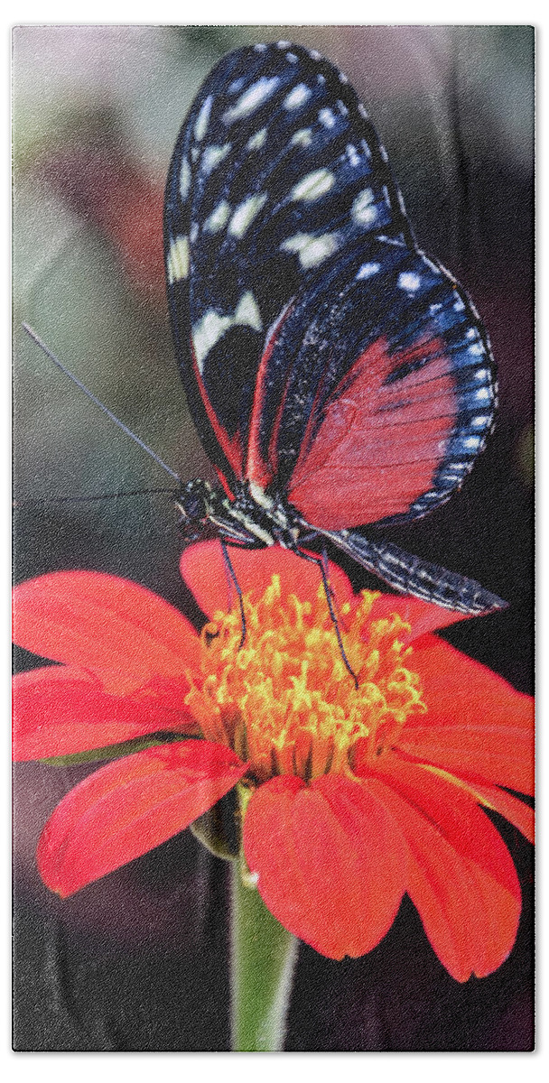 Black Bath Towel featuring the photograph Black and Red Butterfly on Red Flower by WAZgriffin Digital