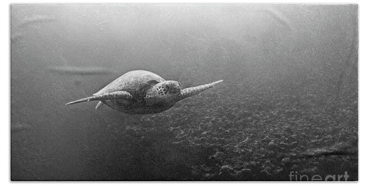 Sea Turtle Bath Sheet featuring the photograph Black and White Sea Turtle Print by Paul Topp
