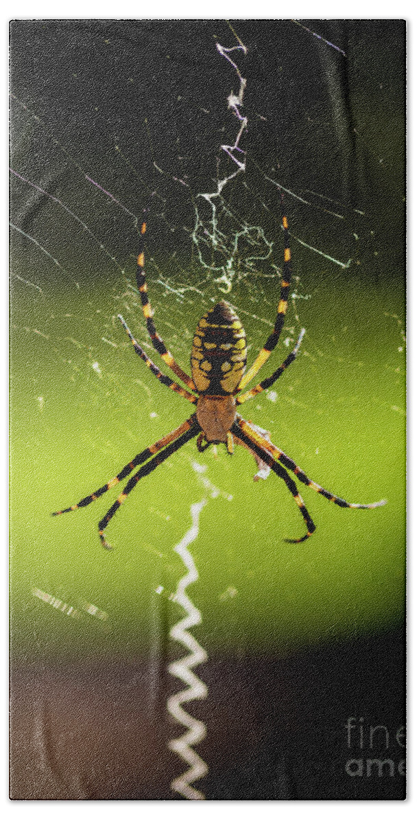 2020 Bath Towel featuring the photograph Black and Yellow Argiope by Charles Hite