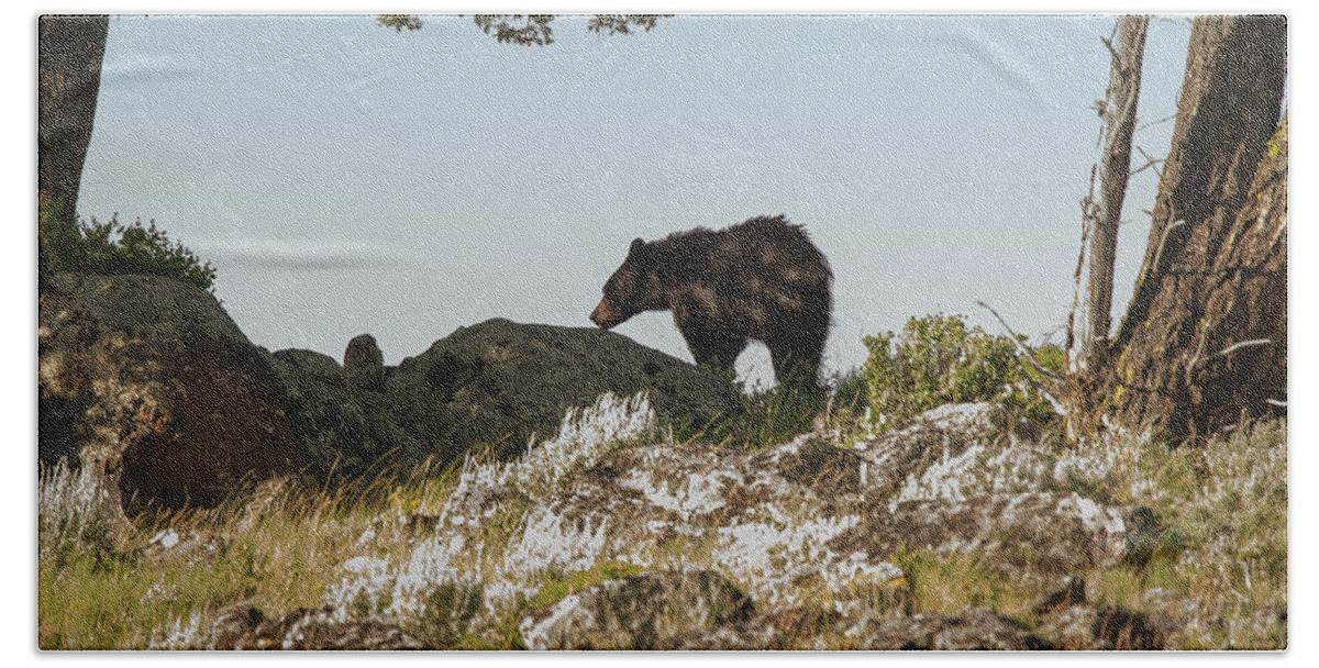 Black Bear Bath Towel featuring the photograph Black Bear At Yellowstone 1 by Joe Granita