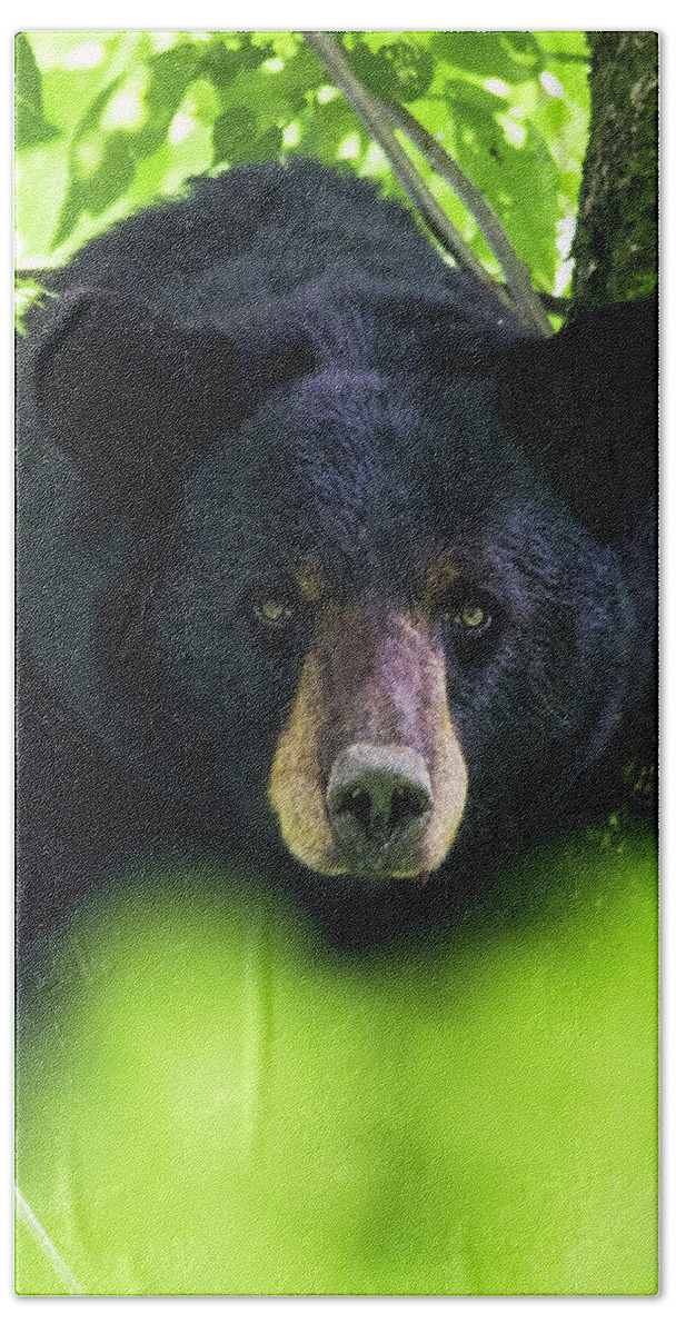 Bear Hand Towel featuring the photograph Black Bear in the Croatan National Forest Near New Bern NC by Bob Decker