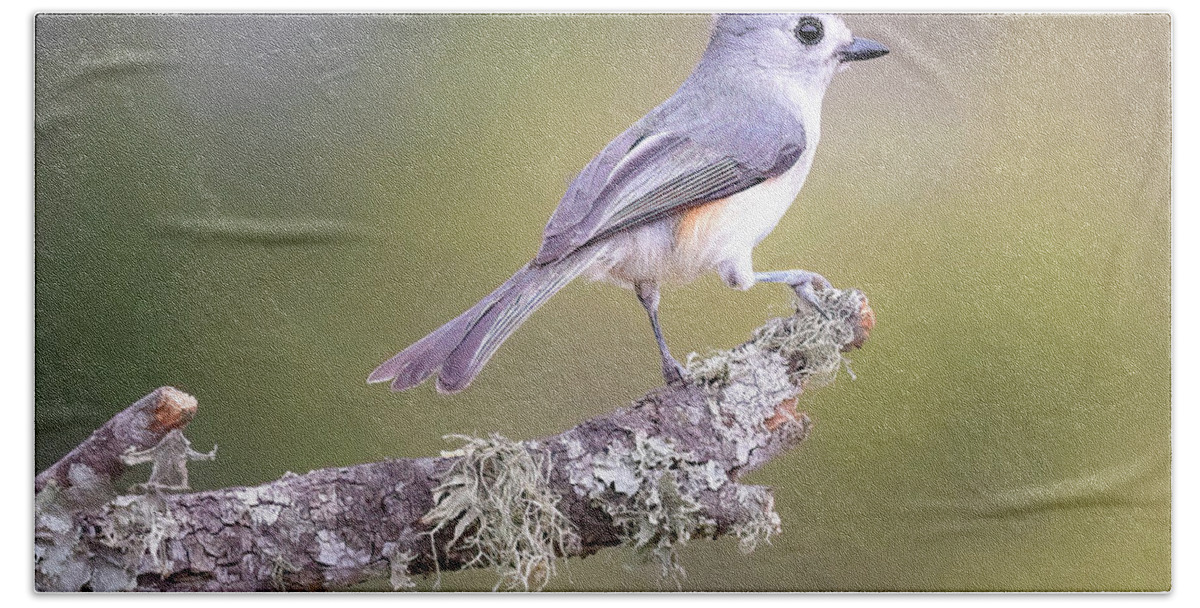 Titmouse Bath Towel featuring the photograph Black-Crested Titmouse by Cheri Freeman