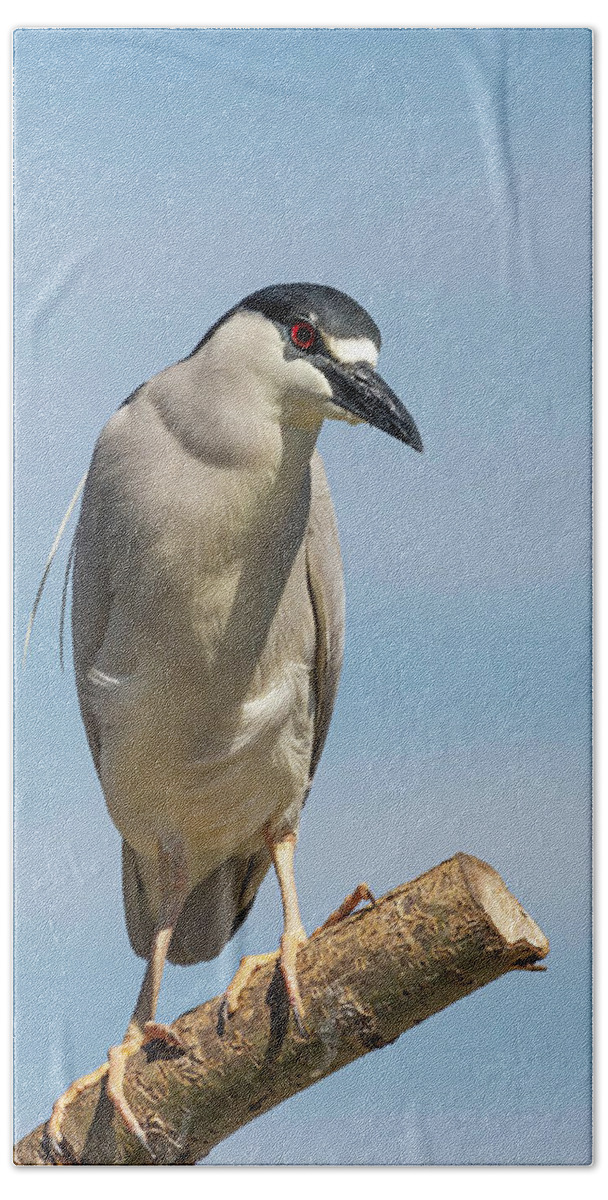 Black-crowned Night Heron Bath Towel featuring the photograph Black-crowned Night Heron 2014-2 by Thomas Young