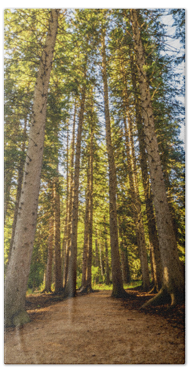 Black Hills Hand Towel featuring the photograph Black Hills Pines by Flowstate Photography