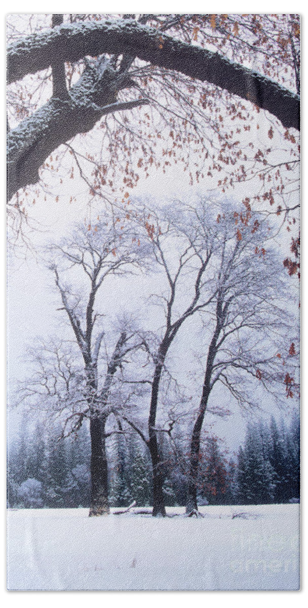 Dave Welling Bath Towel featuring the photograph Black Oaks In Winter Yosemite by Dave Welling