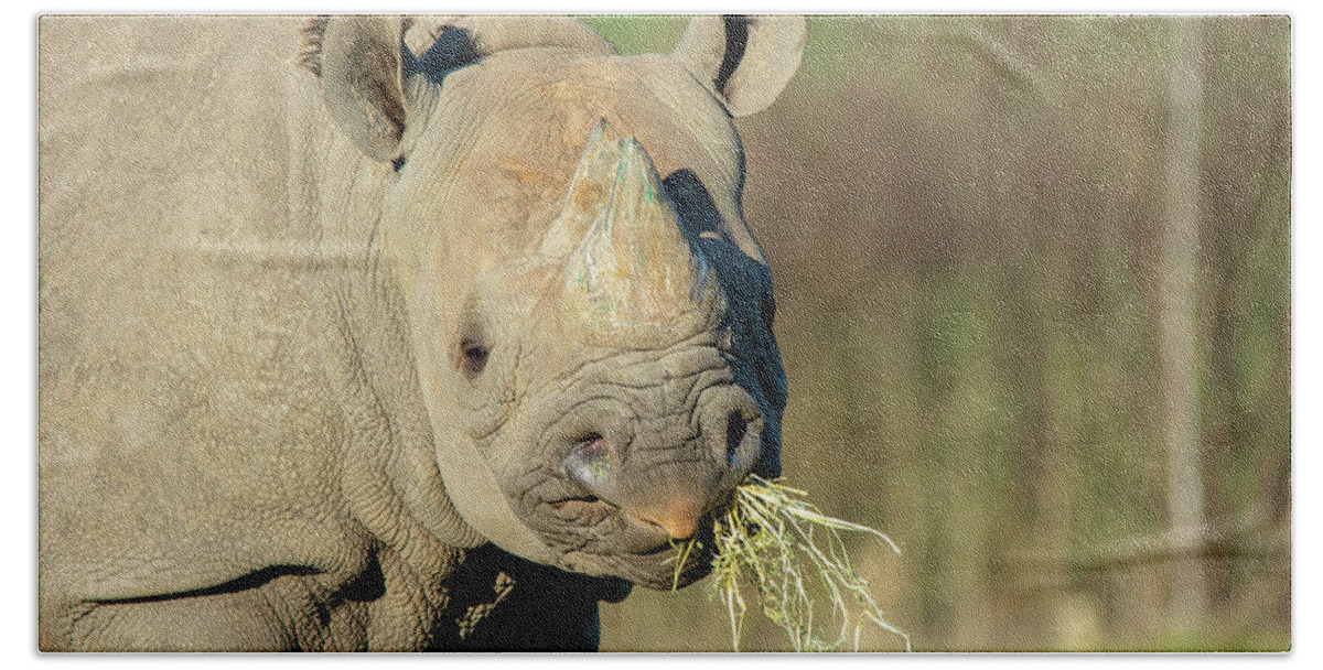 Black Rhino Bath Towel featuring the photograph Black Rhino in the sun by Gareth Parkes
