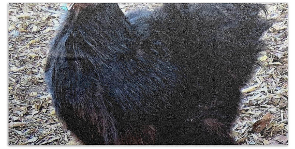 Black Chickens Bath Towel featuring the photograph Black Silkie Bantam by Linda Stern