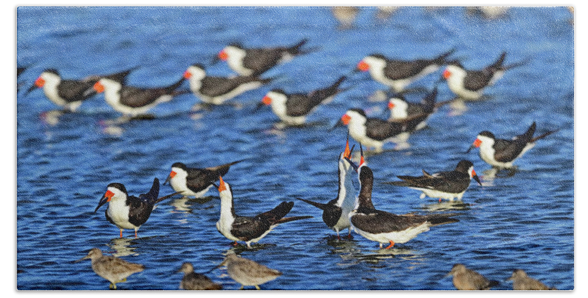 Rynchops Niger Hand Towel featuring the photograph Black Skimmers - Rynchops niger by Amazing Action Photo Video