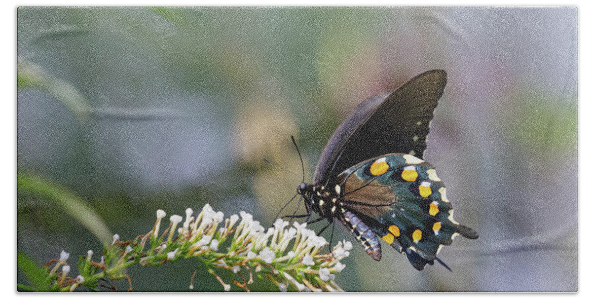 Flower Bath Towel featuring the photograph Black Swallowtail Posing by Steve Templeton