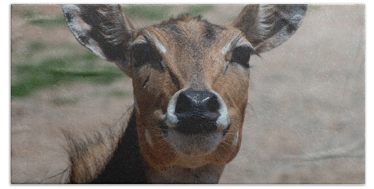 Blackbuck Hand Towel featuring the photograph Blackbuck Antelope - 001 by Flees Photos