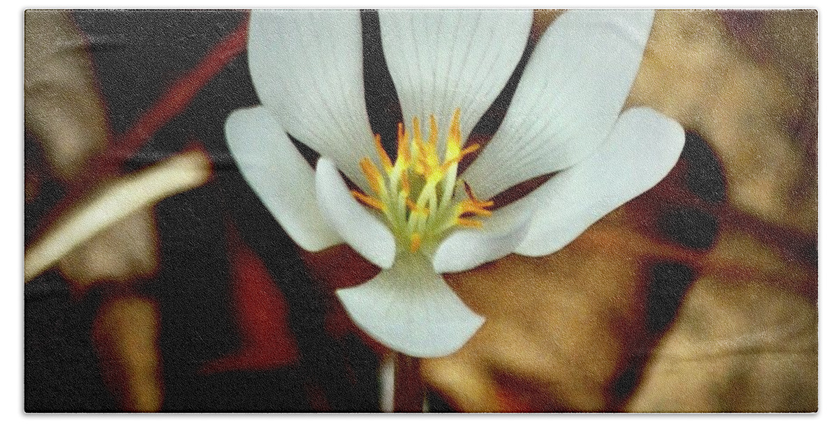 Bloodroot Bath Towel featuring the photograph Bloodroot by Sarah Lilja