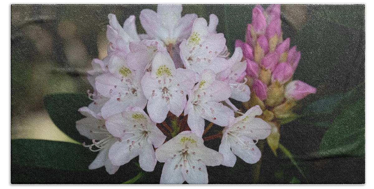 Flower Bath Sheet featuring the photograph Blooming Beauty by Linda Bonaccorsi