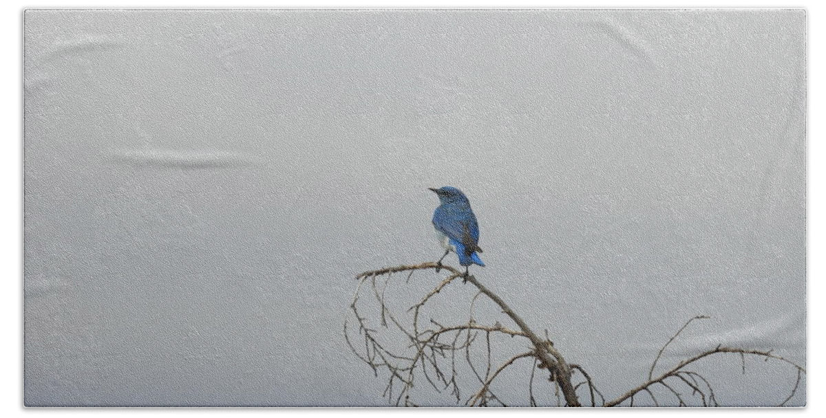 Blue Bird Bath Towel featuring the photograph Blue Bird in the Wind 4 by Amanda R Wright