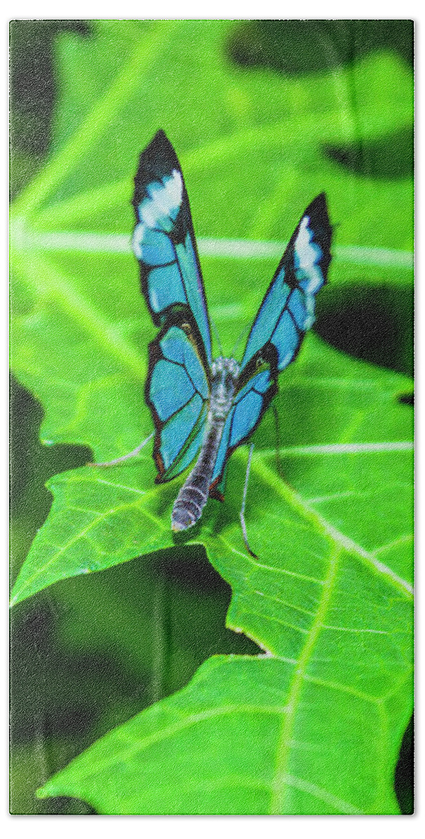 Butterflies Hand Towel featuring the photograph Blue Butterfly by David Beechum