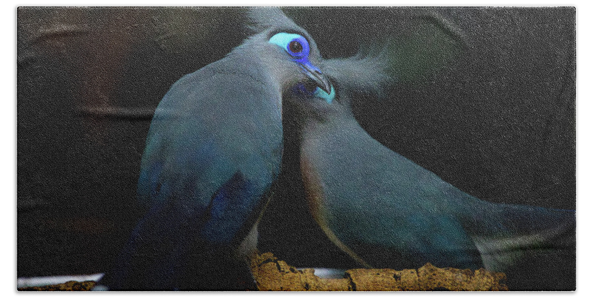 Birds Bath Towel featuring the photograph Blue Coua Pair by Rene Vasquez