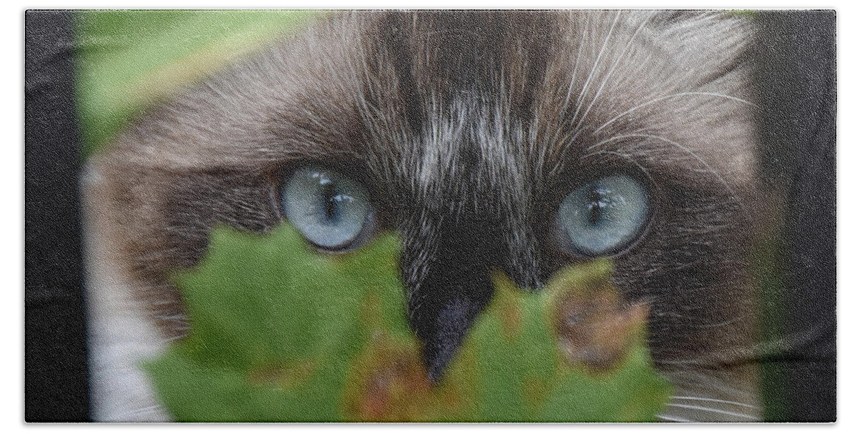 Cat Hand Towel featuring the photograph Blue Eyes by James Lloyd