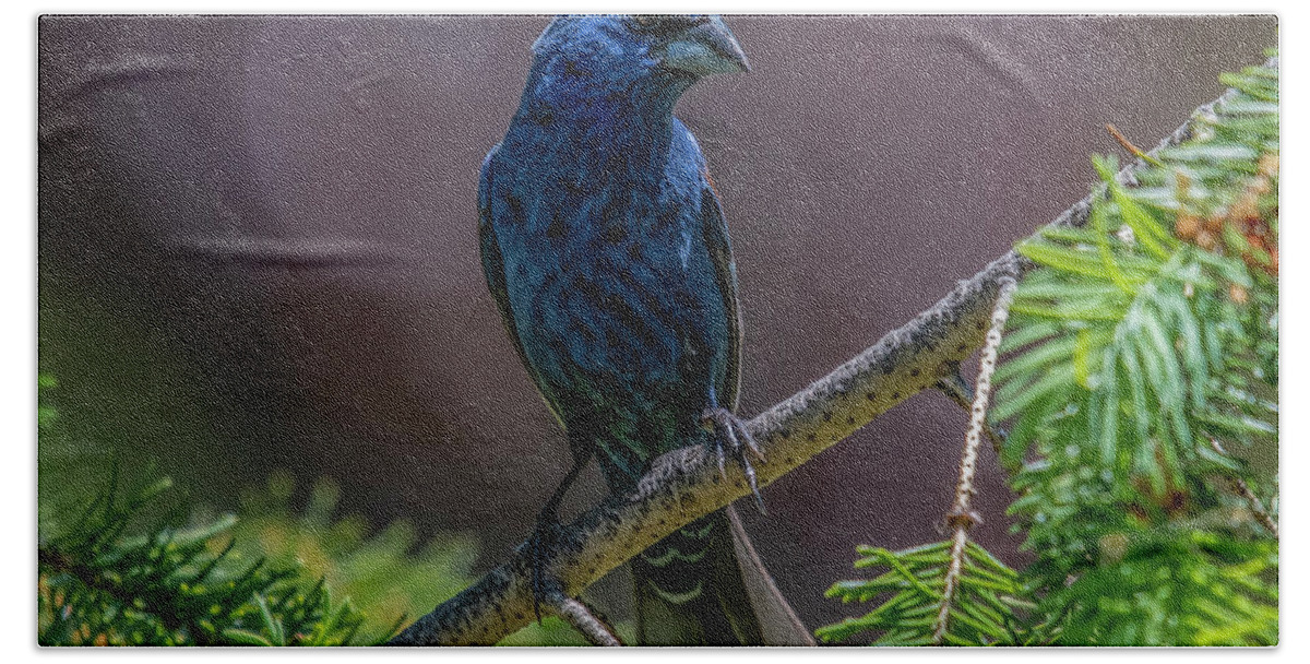 Bird Hand Towel featuring the photograph Blue Grosbeak by Cathy Kovarik