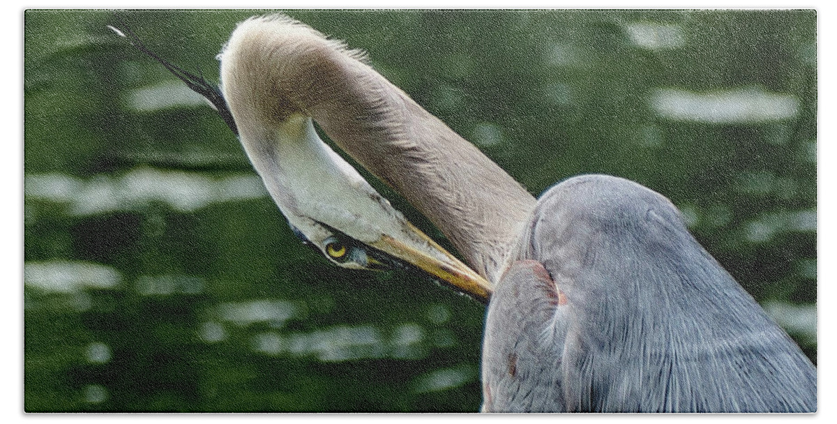 Grand Héron Bath Towel featuring the photograph Blue heron close up by Carl Marceau