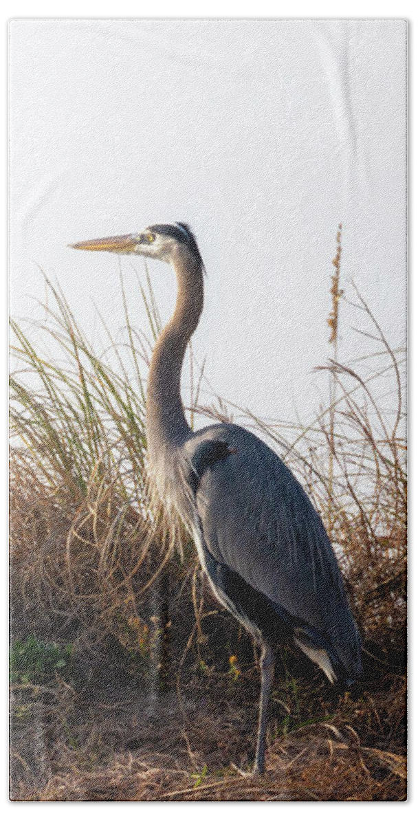 Blue Heron Bath Towel featuring the photograph Blue Heron on the Dunes by Susan Rissi Tregoning