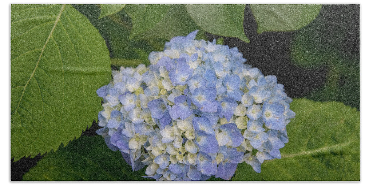 Flower Hand Towel featuring the photograph Blue Hydrangea by Matt Sexton