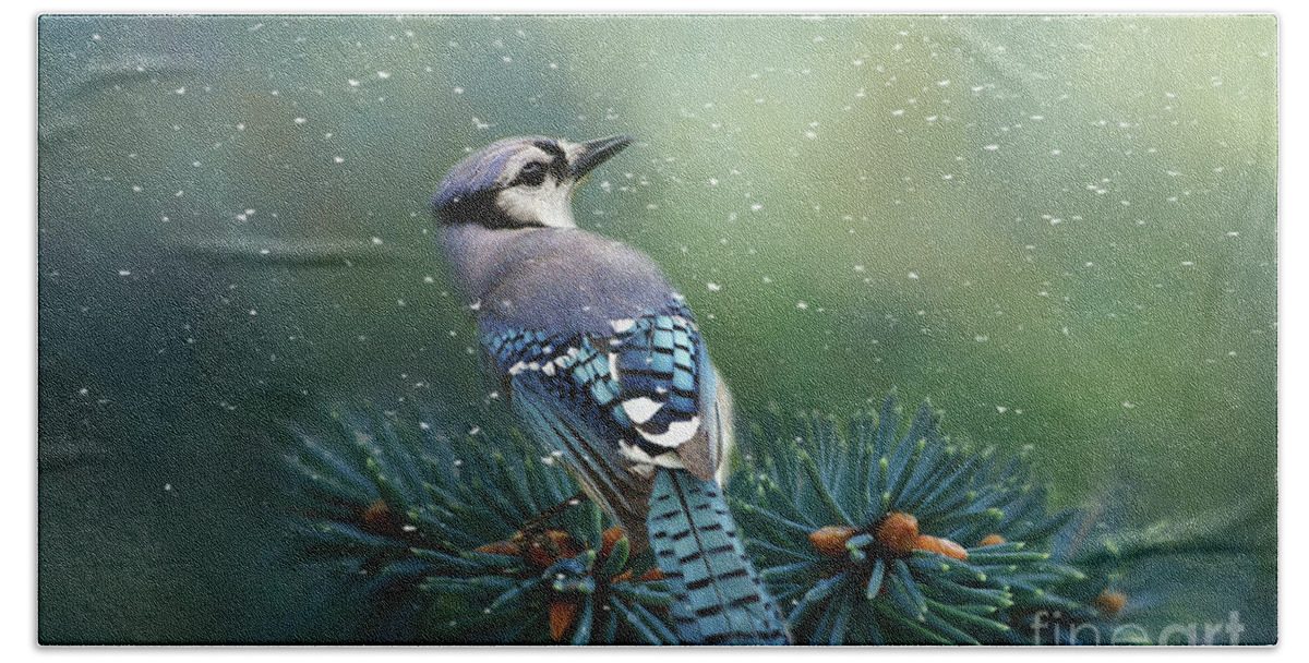 Blue Jay Hand Towel featuring the mixed media Blue Jay in Winter by Kathy Kelly