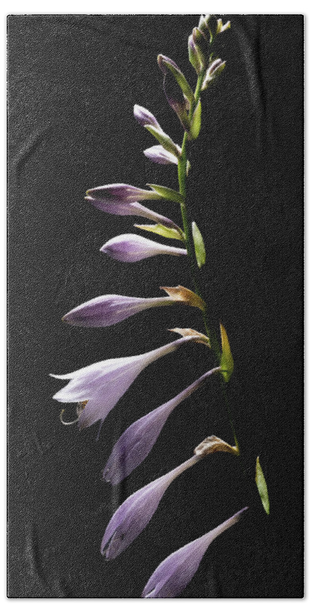 Blue Plantain Lily Bath Towel featuring the photograph Blue Plantain Lily 2 by Kevin Suttlehan