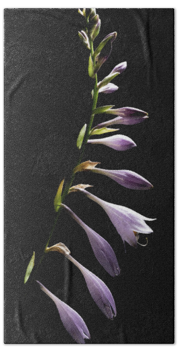 Blue Plantain Lily Bath Towel featuring the photograph Blue Plantain Lily by Kevin Suttlehan