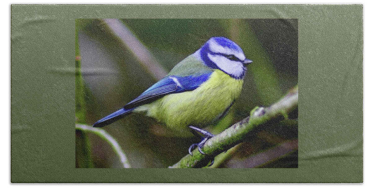 Blue Tit Hand Towel featuring the photograph Blue Tit by Neil R Finlay