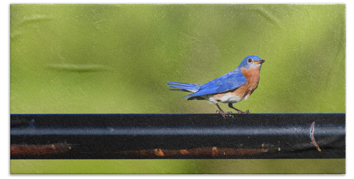 Easternbluebird Bath Towel featuring the photograph Bluebird of Happiness by Pam Rendall