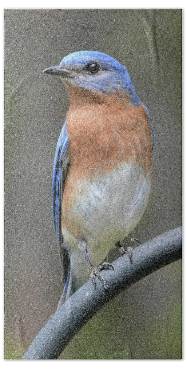 Bluebird Bath Towel featuring the photograph Bluebird Pose #1 by Jerry Griffin