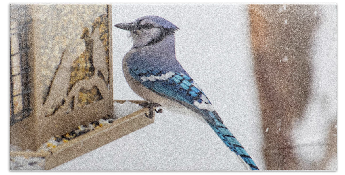 2019 Hand Towel featuring the photograph Bluejay 1 by Gerri Bigler