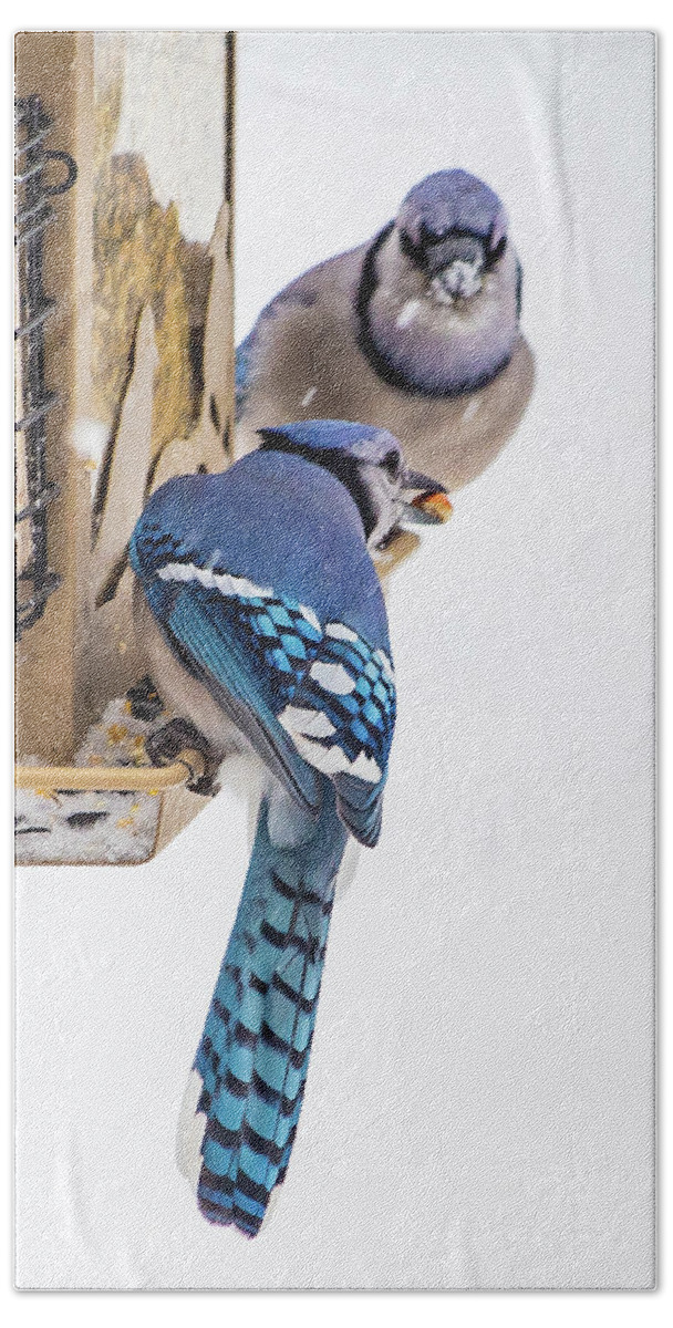 2019 Hand Towel featuring the photograph Bluejays 3 by Gerri Bigler