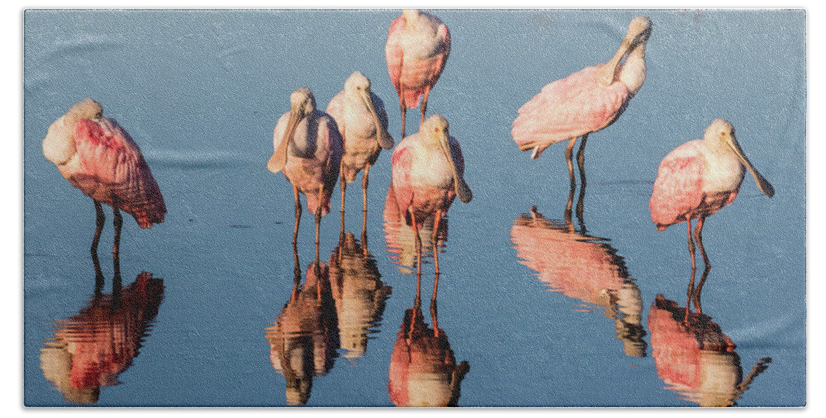 Roseate Spoonbill Bath Towel featuring the photograph Board Meeting by Jim Miller