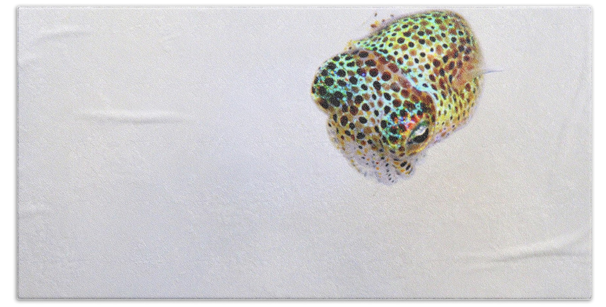White Hand Towel featuring the photograph Bobtail squid by Artesub