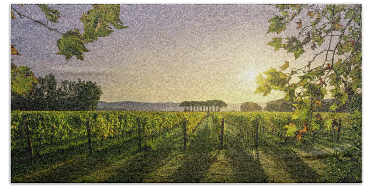 Bolgheri Bath Towel featuring the photograph Bolgheri vineyard and pine trees at sunrise. Tuscany, by Stefano Orazzini