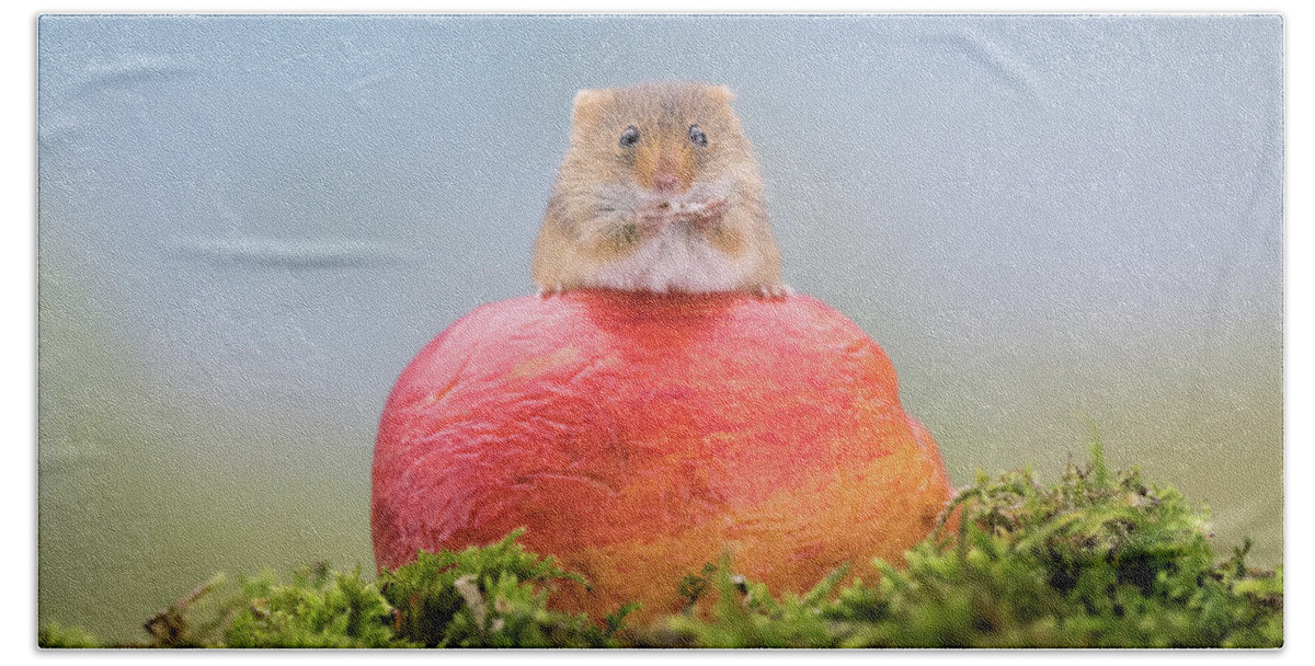 Cute Bath Sheet featuring the photograph Boss mouse by Erika Valkovicova