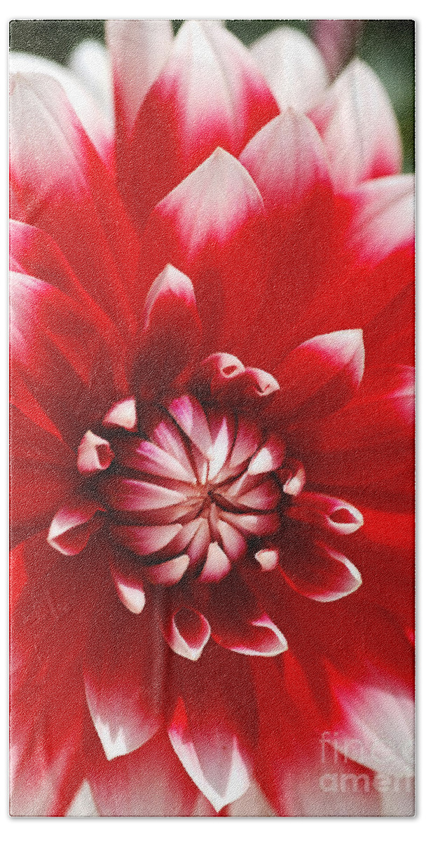 Barbershop Flower Hand Towel featuring the photograph Bould Dahlia Red White by Joy Watson