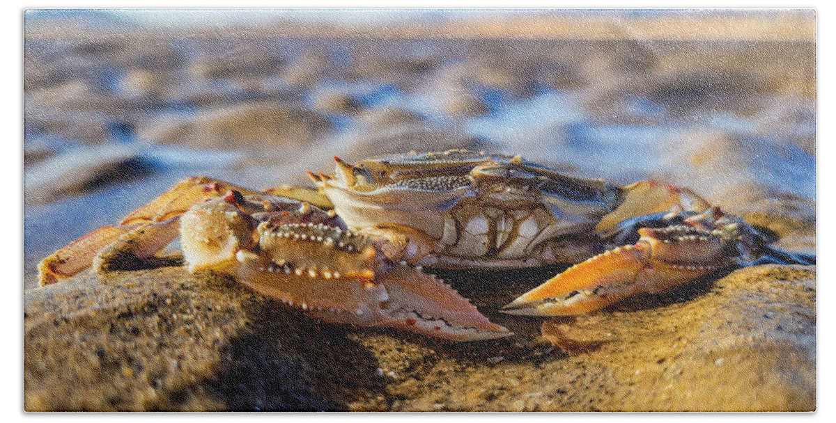 Crab Bath Towel featuring the photograph Breakfast on the Beach by Bonny Puckett
