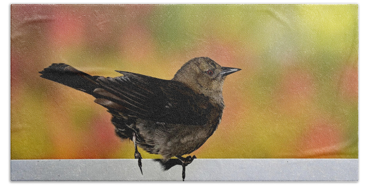 Euphagus Cyanocephalus Hand Towel featuring the photograph Brewer's Blackbird - Female by Amazing Action Photo Video
