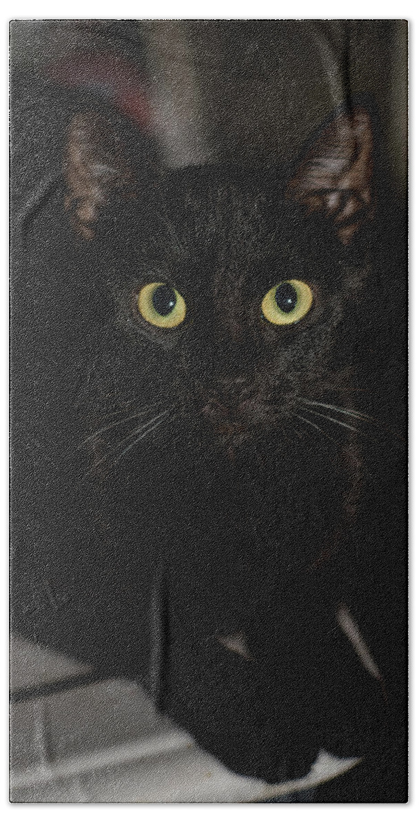 Cat Bath Towel featuring the photograph Bright Eyes by DArcy Evans