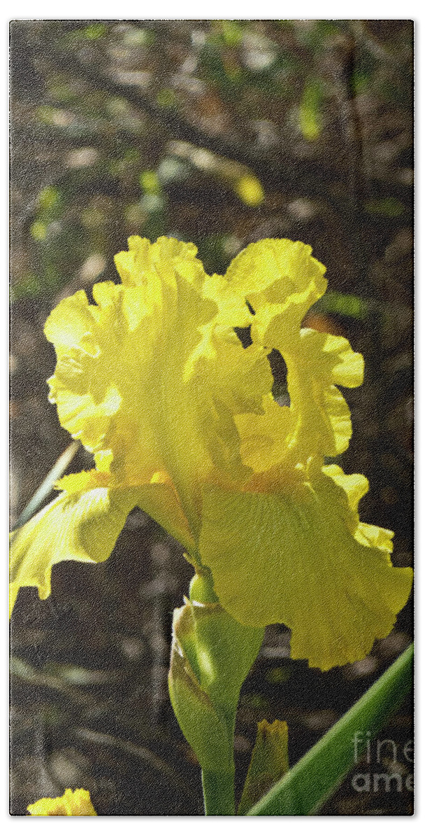 Boyce Thompson Arboretum Hand Towel featuring the photograph Bright Yellow in the Sun by Kathy McClure