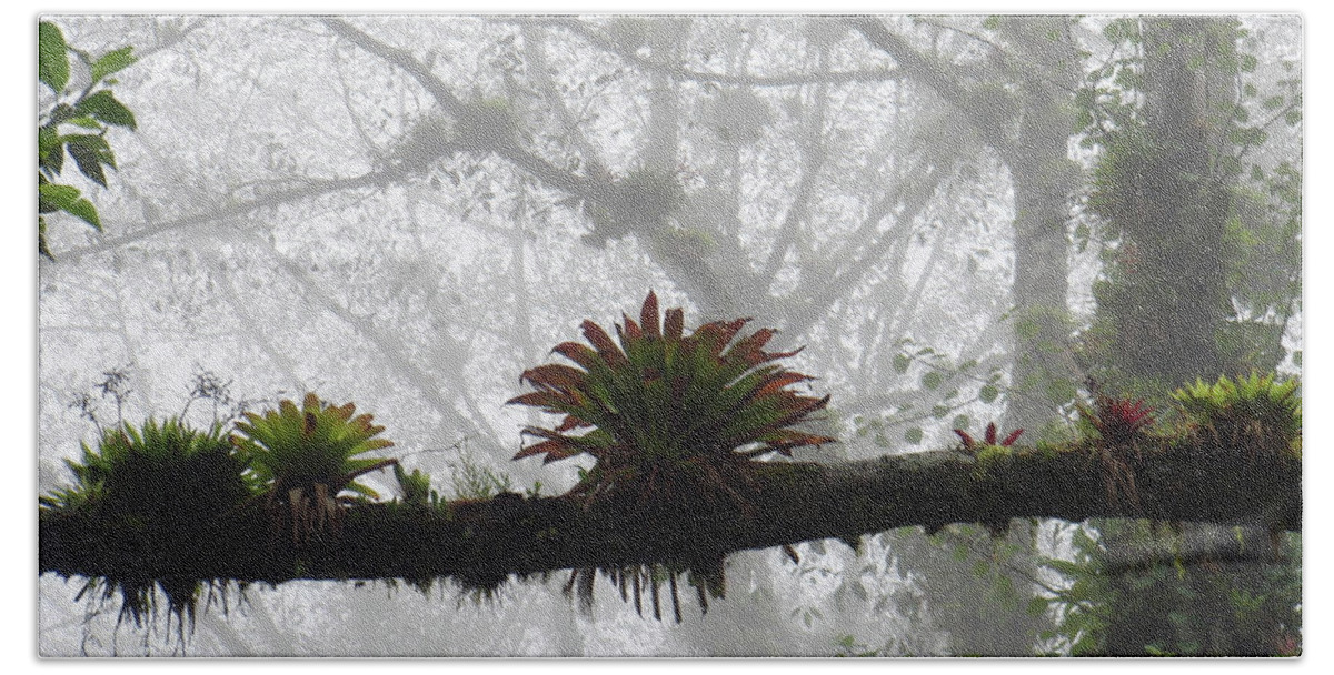 Bromeliads Bath Towel featuring the photograph Bromeliads on Top of Cerro Uyuca 1 by Teresamarie Yawn
