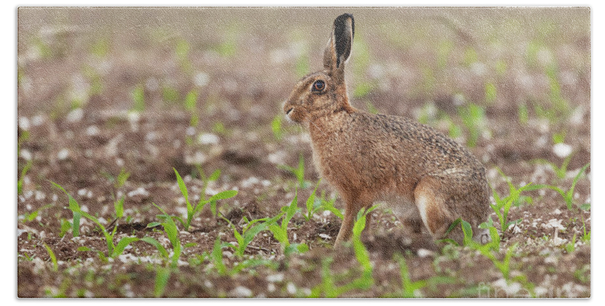Norfolk Bath Towel featuring the photograph Norfolk brown hare at in a field of crops by Simon Bratt