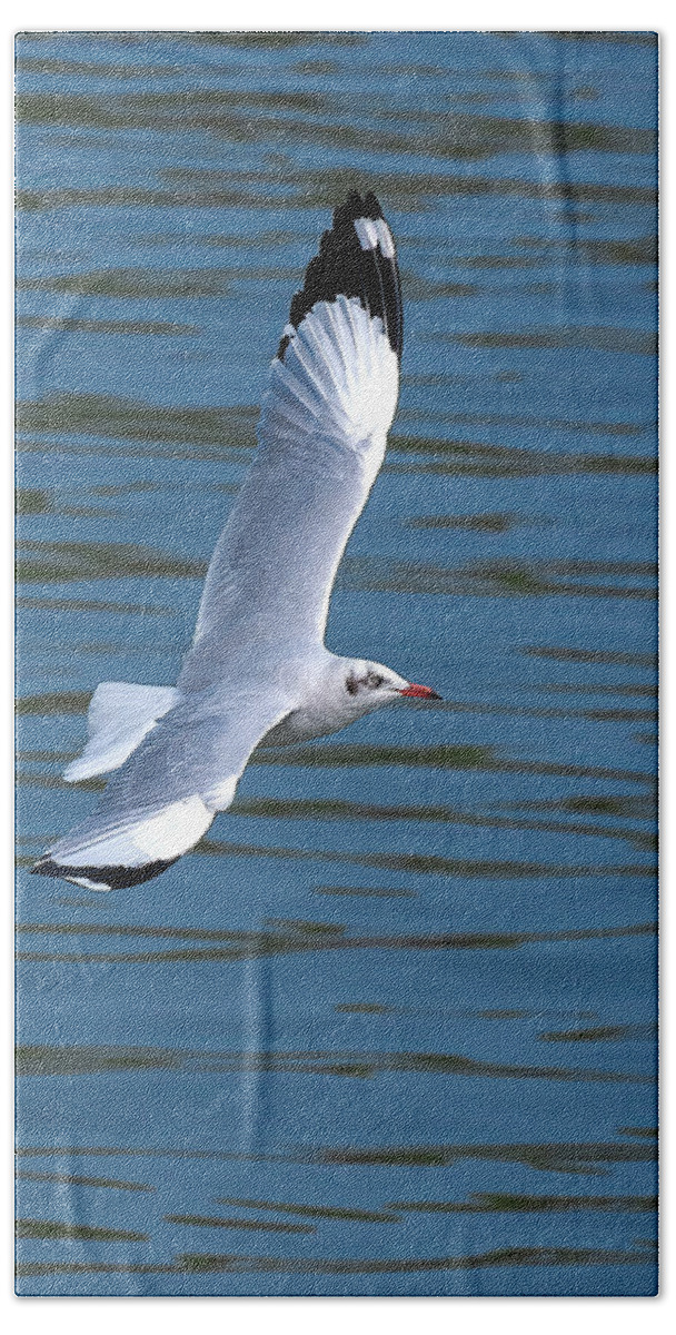 Nature Hand Towel featuring the photograph Brown-headed Gull in Flight DTHN0389 by Gerry Gantt
