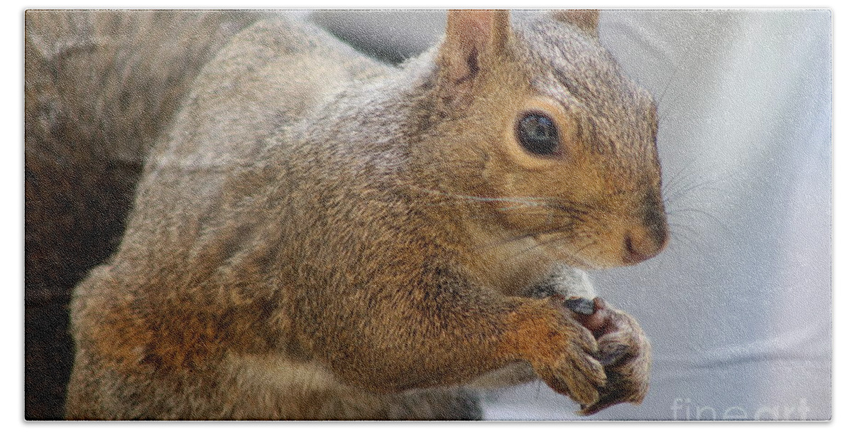 Animals Bath Towel featuring the photograph Brown Squirrel Holding Sunflower Seed by Ash Nirale