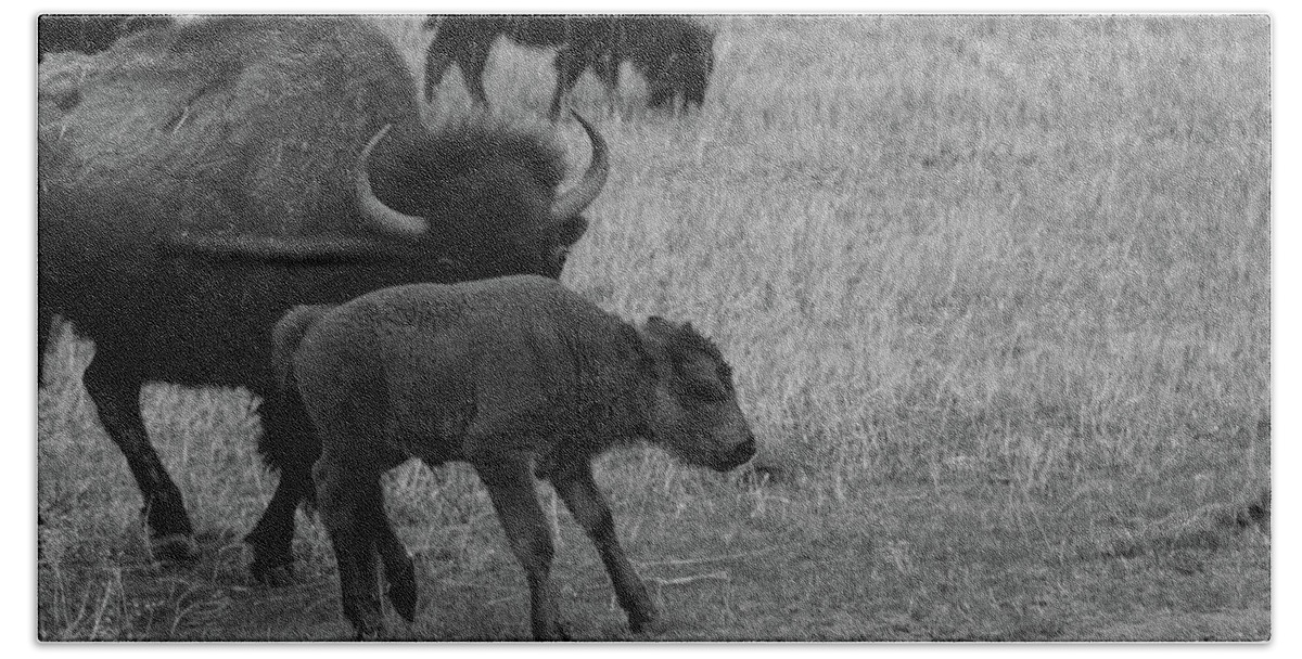 Buffalo Bath Towel featuring the photograph Buffalo calf at Theodore Roosevelt National Park in North Dakota in black and white by Eldon McGraw
