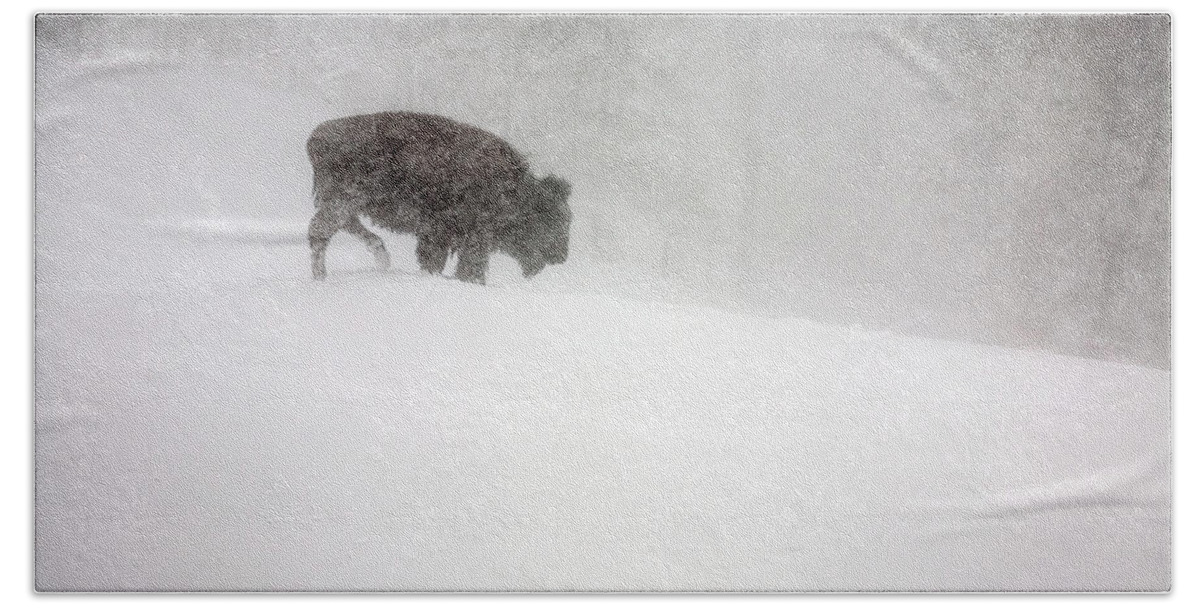Winter Bath Towel featuring the photograph Buffalo in Winter Storm by Craig J Satterlee
