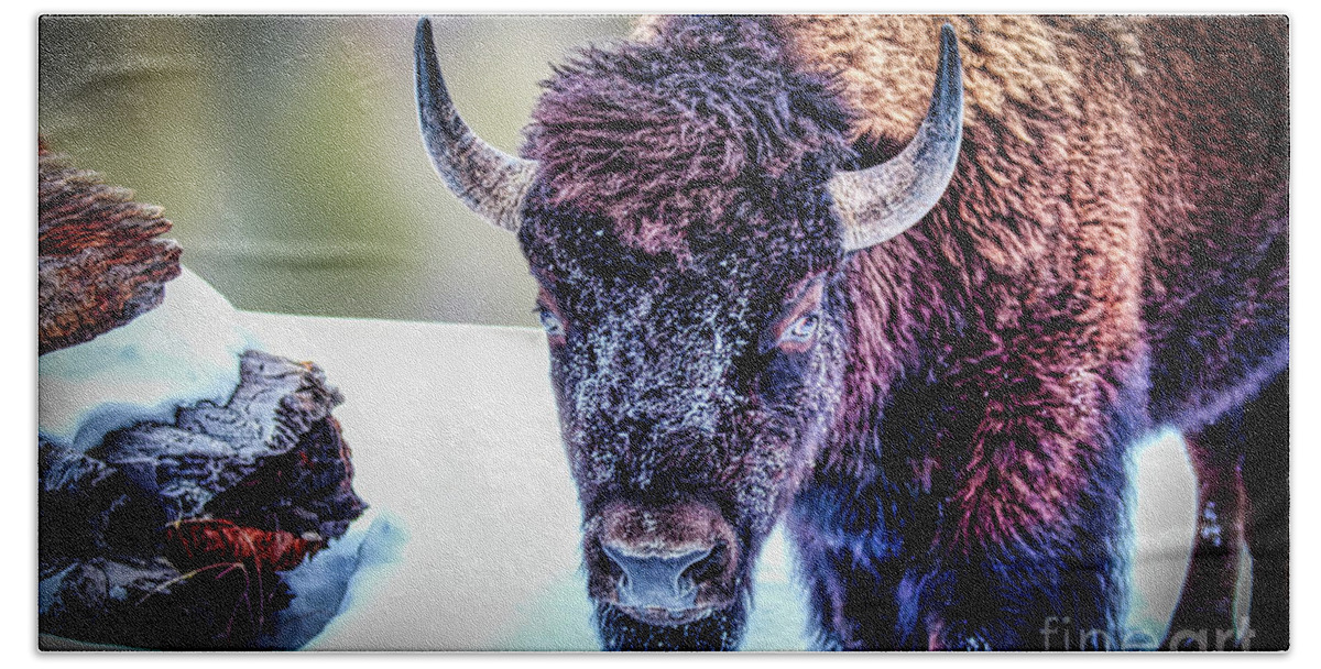 Buffalos Bath Towel featuring the photograph Buffalo Stare Down by DB Hayes
