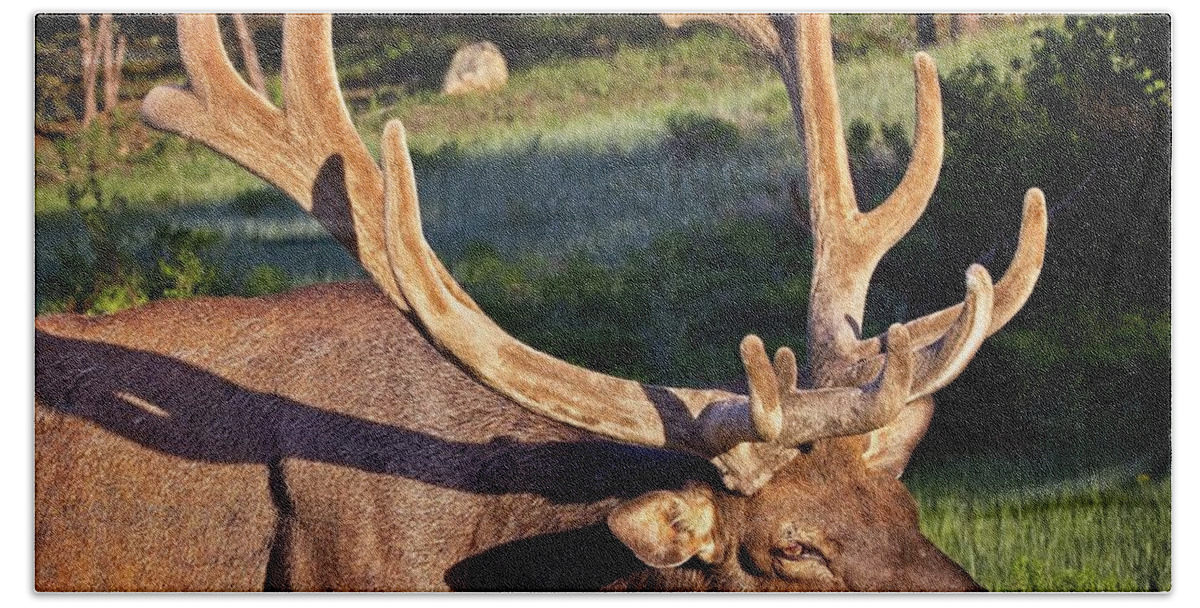 America Hand Towel featuring the photograph Bull Elk In Velvet by Ronald Lutz
