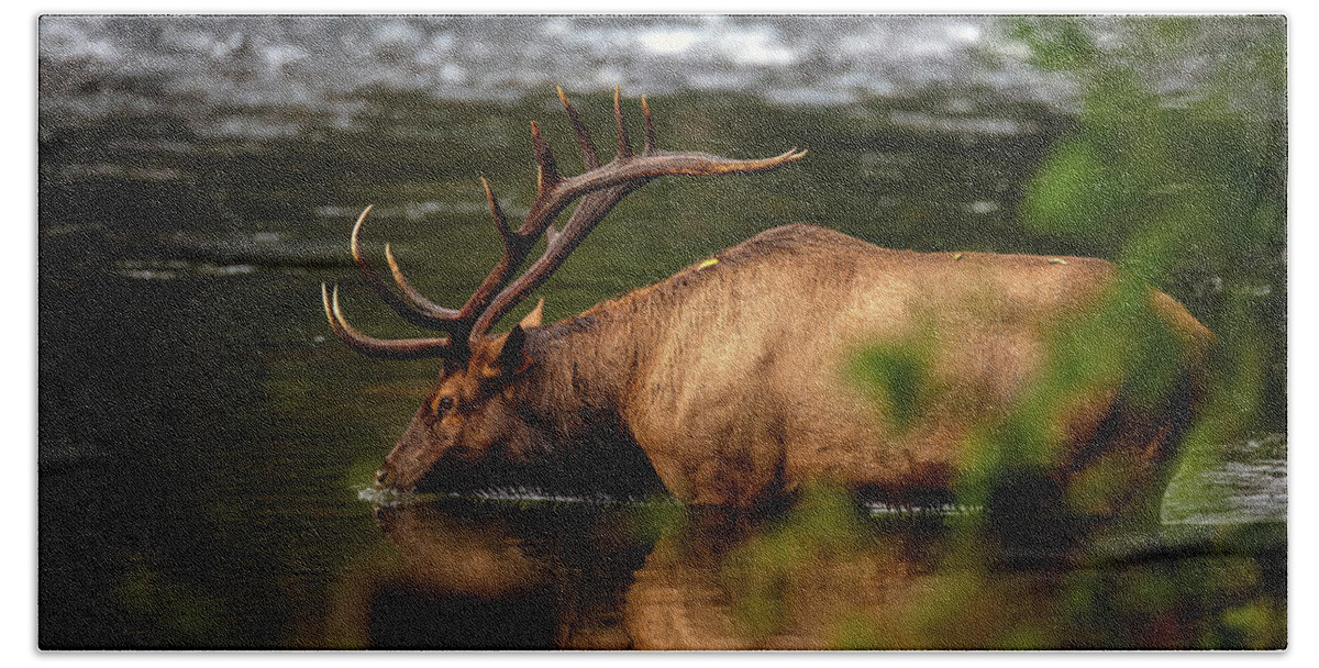 Great Smoky Mountains National Park Hand Towel featuring the photograph Bull Elk Wading in the River by Robert J Wagner
